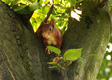 Eichhörnchen-A-56.JPG